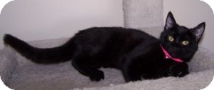 Domestic Shorthair Kitten for Sale in Colorado Springs, Colorado - K-Nicholas3-Blackberry Domestic Shorthair Kitten for Sale in Colorado Springs, Colorado - K-Nicholas3-Blackberry