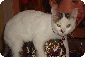Domestic Shorthair Kitten for Sale in Brooklyn, New York - Kip Domestic Shorthair Kitten for Sale in Brooklyn, New York - Kip