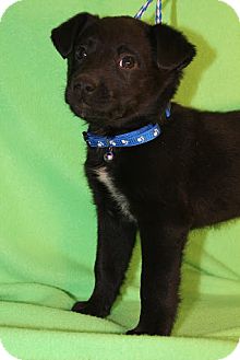 Border Collie/Collie Mix Puppy for Sale in Broomfield, Colorado - Kramer Border Collie/Collie Mix Puppy for Sale in Broomfield, Colorado - Kramer
