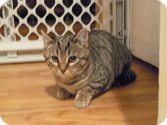 Domestic Mediumhair Kitten for Sale in Island Park, New York - Dee Domestic Mediumhair Kitten for Sale in Island Park, New York - Dee