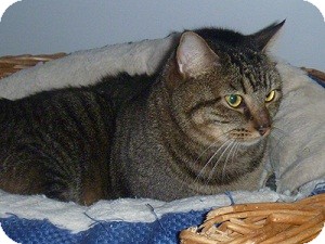 Domestic Shorthair Cat for Sale in Hamburg, New York - Henry the Eighth Domestic Shorthair Cat for Sale in Hamburg, New York - Henry the Eighth