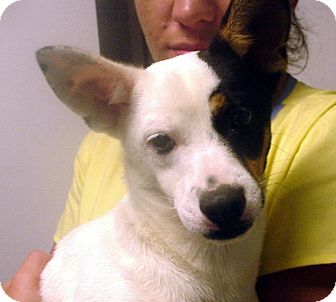 Jack Russell Terrier/Pug Mix Dog for Sale in hagerstown, Maryland - Corky Jack Russell Terrier/Pug Mix Dog for Sale in hagerstown, Maryland - Corky