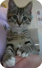 Domestic Shorthair Kitten for Sale in Arlington, Virginia - Cassi Domestic Shorthair Kitten for Sale in Arlington, Virginia - Cassi