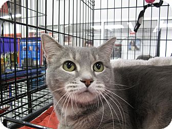 Domestic Shorthair Cat for Sale in Port Republic, Maryland - Leanne Domestic Shorthair Cat for Sale in Port Republic, Maryland - Leanne