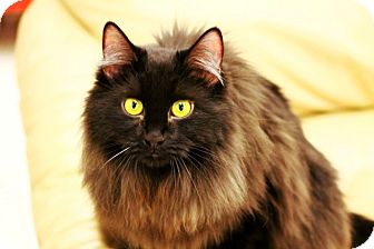 Bombay Cat for Sale in Mesa, Arizona - Tori Bombay Cat for Sale in Mesa, Arizona - Tori