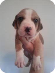 Hound (Unknown Type) Mix Puppy for Sale in Richmond, Virginia - Roscoe Hound (Unknown Type) Mix Puppy for Sale in Richmond, Virginia - Roscoe
