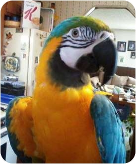 Macaw for Sale in Shawnee Mission, Kansas - Cleo Macaw for Sale in Shawnee Mission, Kansas - Cleo