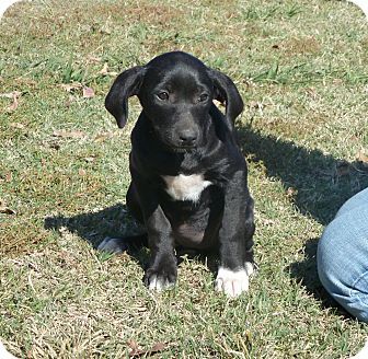 Labrador Retriever/Border Collie Mix Puppy for Sale in Glastonbury, Connecticut - Tootie- meet me! Labrador Retriever/Border Collie Mix Puppy for Sale in Glastonbury, Connecticut - Tootie- meet me!