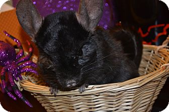 Chinchilla for Sale in Selden, New York - Virgil Chinchilla for Sale in Selden, New York - Virgil