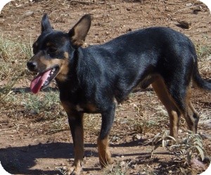 Chihuahua/Terrier (Unknown Type, Small) Mix Dog for Sale in Post, Texas - Moe Chihuahua/Terrier (Unknown Type, Small) Mix Dog for Sale in Post, Texas - Moe