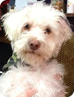 Poodle (Miniature)/Maltese Mix Dog for Sale in Thousand Oaks, California - Dior Poodle (Miniature)/Maltese Mix Dog for Sale in Thousand Oaks, California - Dior