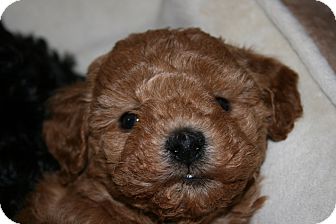 Poodle (Toy or Tea Cup) Puppy for Sale in Van Nuys, California - Audrey Poodle (Toy or Tea Cup) Puppy for Sale in Van Nuys, California - Audrey
