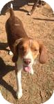 Brittany Mix Dog for Sale in Manchester, Connecticut - Ferb ADOPTION PENDING Brittany Mix Dog for Sale in Manchester, Connecticut - Ferb ADOPTION PENDING