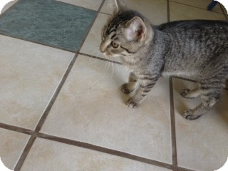 Domestic Shorthair Kitten for Sale in Chippewa Falls, Wisconsin - Charger Domestic Shorthair Kitten for Sale in Chippewa Falls, Wisconsin - Charger