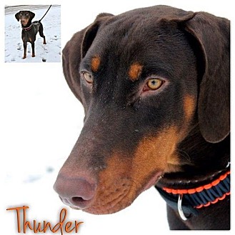 Doberman Pinscher Dog for Sale in Westland, Michigan - Thunder Doberman Pinscher Dog for Sale in Westland, Michigan - Thunder