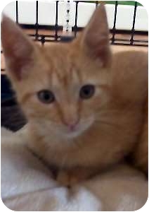 Domestic Shorthair Kitten for Sale in Jacksonville, Florida - Reese Domestic Shorthair Kitten for Sale in Jacksonville, Florida - Reese