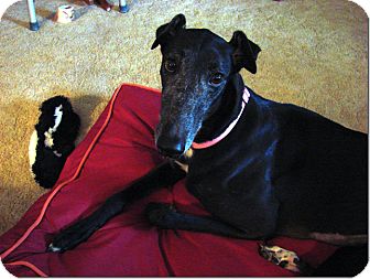 Greyhound Dog for Sale in Longwood, Florida - Bow Puddin Greyhound Dog for Sale in Longwood, Florida - Bow Puddin