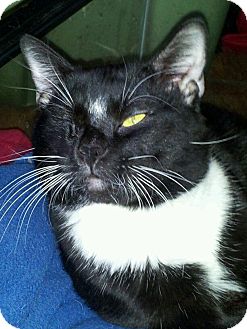 American Shorthair Cat for Sale in Mesa, Arizona - Fudge American Shorthair Cat for Sale in Mesa, Arizona - Fudge