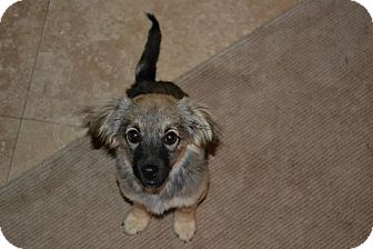 Spaniel (Unknown Type)/German Shepherd Dog Mix Puppy for Sale in Torrance, California - TYLER Spaniel (Unknown Type)/German Shepherd Dog Mix Puppy for Sale in Torrance, California - TYLER