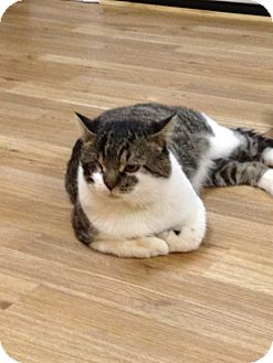Domestic Shorthair Cat for Sale in Monroe, Georgia - Homer Domestic Shorthair Cat for Sale in Monroe, Georgia - Homer