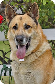 German Shepherd Dog Mix Dog for Sale in Los Angeles, California - Rocko von Rains German Shepherd Dog Mix Dog for Sale in Los Angeles, California - Rocko von Rains