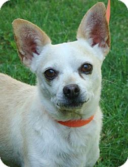 Chihuahua Mix Dog for Sale in Red Bluff, California - Nacho Chihuahua Mix Dog for Sale in Red Bluff, California - Nacho