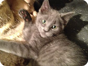 Domestic Mediumhair Kitten for Sale in East Hanover, New Jersey - Twister Domestic Mediumhair Kitten for Sale in East Hanover, New Jersey - Twister