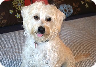 Westie, West Highland White Terrier/Schnauzer (Miniature) Mix Dog for Sale in Bellflower, California - Captain - I do not shed! Westie, West Highland White Terrier/Schnauzer (Miniature) Mix Dog for Sale in Bellflower, California - Captain - I do not shed!