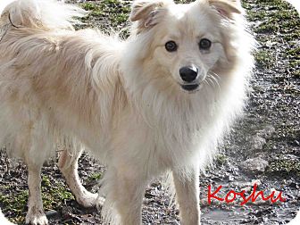 Eskimo Dog Mix Puppy for Sale in Hamilton, Montana - Koshu Eskimo Dog Mix Puppy for Sale in Hamilton, Montana - Koshu