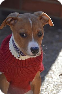 Labrador Retriever/Terrier (Unknown Type, Medium) Mix Puppy for Sale in Glastonbury, Connecticut - Angel-meet me- Labrador Retriever/Terrier (Unknown Type, Medium) Mix Puppy for Sale in Glastonbury, Connecticut - Angel-meet me-