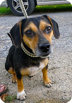 Hound (Unknown Type) Mix Dog for Sale in Brookville, Indiana - Cheron Hound (Unknown Type) Mix Dog for Sale in Brookville, Indiana - Cheron