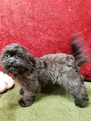 Alpharetta GA Shih Tzu Poodle Miniature Meet Tula PENDING A Pet