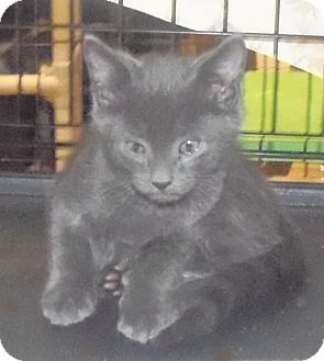 Domestic Shorthair Kitten for Sale in Catasauqua, Pennsylvania - Bode Domestic Shorthair Kitten for Sale in Catasauqua, Pennsylvania - Bode
