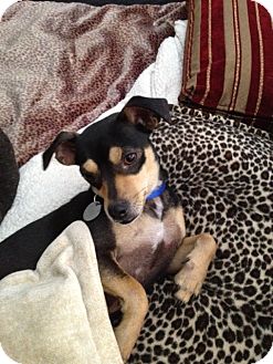 Chihuahua Mix Dog for Sale in NA, Oklahoma - Handsome Ernest Chihuahua Mix Dog for Sale in NA, Oklahoma - Handsome Ernest
