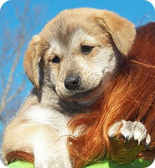 Labrador Retriever/Husky Mix Puppy for Sale in Sussex, New Jersey - Gertie Labrador Retriever/Husky Mix Puppy for Sale in Sussex, New Jersey - Gertie