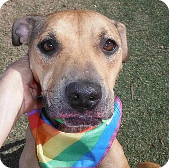 American Staffordshire Terrier Mix Dog for Sale in NA, Oklahoma - Affectionate Lexie American Staffordshire Terrier Mix Dog for Sale in NA, Oklahoma - Affectionate Lexie