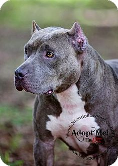 American Pit Bull Terrier Mix Dog for Sale in Orlando, Florida - Nala American Pit Bull Terrier Mix Dog for Sale in Orlando, Florida - Nala
