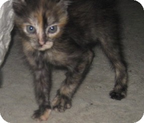 Maine Coon Kitten for Sale in Dallas area, Texas - Blossom Maine Coon Kitten for Sale in Dallas area, Texas - Blossom