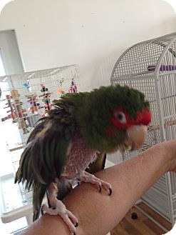 Conure for Sale in Punta Gorda, Florida - Cracker Conure for Sale in Punta Gorda, Florida - Cracker