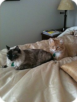 Himalayan Cat for Sale in Laguna Woods, California - Coco Himalayan Cat for Sale in Laguna Woods, California - Coco