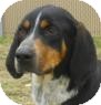 Black and Tan Coonhound/Treeing Walker Coonhound Mix Dog for Sale in Lincolnton, North Carolina - Nate Black and Tan Coonhound/Treeing Walker Coonhound Mix Dog for Sale in Lincolnton, North Carolina - Nate