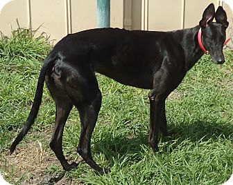 Greyhound Dog for Sale in Longwood, Florida - Nitro Shady Greyhound Dog for Sale in Longwood, Florida - Nitro Shady
