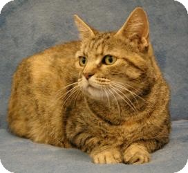 American Shorthair Cat for Sale in Sacramento, California - Claire American Shorthair Cat for Sale in Sacramento, California - Claire