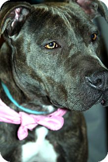 American Pit Bull Terrier/Shar Pei Mix Dog for Sale in San Diego, California - Wiggles American Pit Bull Terrier/Shar Pei Mix Dog for Sale in San Diego, California - Wiggles
