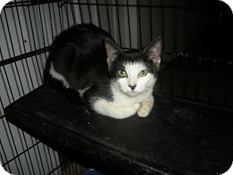 Domestic Shorthair Cat for Sale in Bayonne, New Jersey - Eve Domestic Shorthair Cat for Sale in Bayonne, New Jersey - Eve