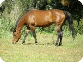 Quarterhorse Mix for Sale in El Dorado Hills, California - Jazzy Quarterhorse Mix for Sale in El Dorado Hills, California - Jazzy