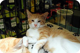 Domestic Shorthair Cat for Sale in Farmingdale, New York - Finley Domestic Shorthair Cat for Sale in Farmingdale, New York - Finley