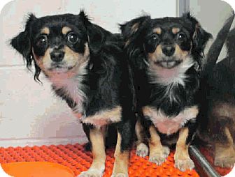 Cavalier King Charles Spaniel/Papillon Mix Dog for Sale in Phoenix, Arizona - Estrella - Only $35 adoption! Cavalier King Charles Spaniel/Papillon Mix Dog for Sale in Phoenix, Arizona - Estrella - Only $35 adoption!