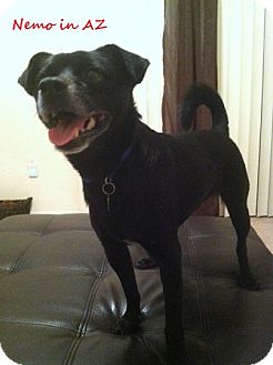 Chihuahua/Scottie, Scottish Terrier Mix Dog for Sale in Chandler, Arizona - Nemo Chihuahua/Scottie, Scottish Terrier Mix Dog for Sale in Chandler, Arizona - Nemo