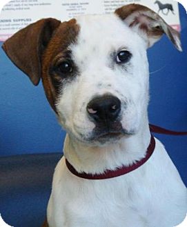 American Pit Bull Terrier Mix Puppy for Sale in Red Bluff, California - Acer American Pit Bull Terrier Mix Puppy for Sale in Red Bluff, California - Acer